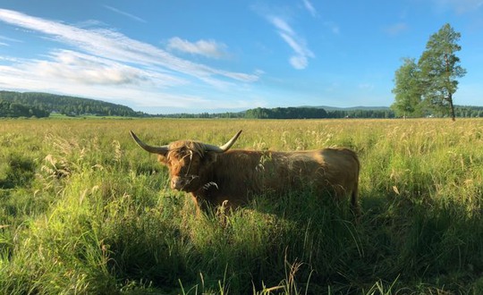 Highland cattle betar i Limsjön